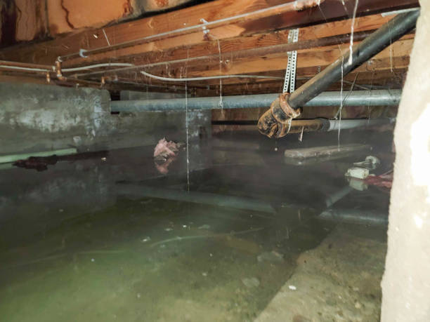 Best Basement water damage restoration  in Farmersville, TX
